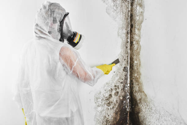 Best Attic Mold Removal  in Vernonia, OR
