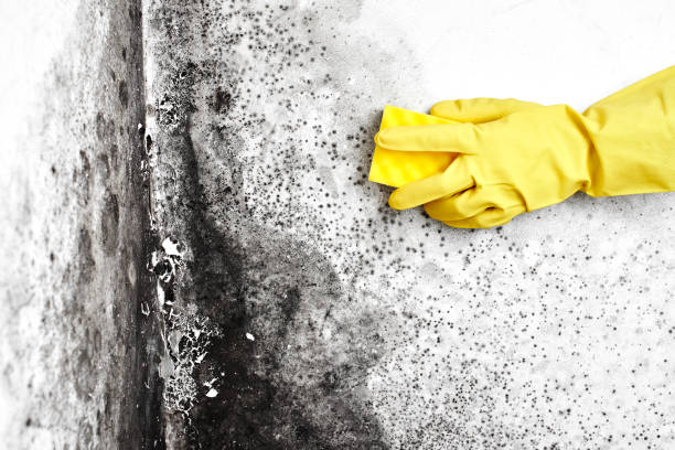 Best Mold Inspection  in Vernonia, OR