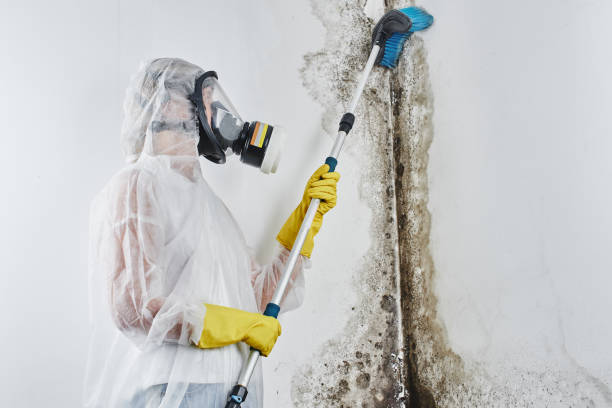Best Mold Remediation Experts  in Vernonia, OR