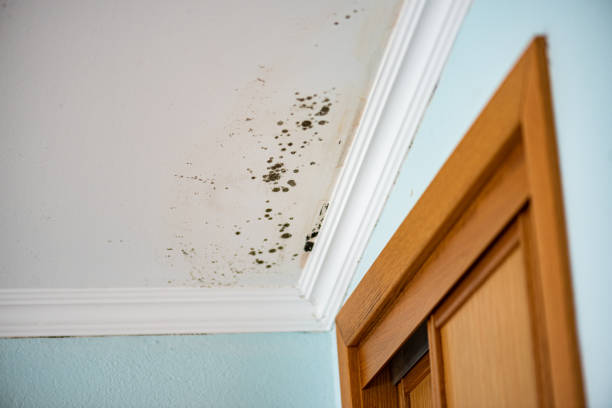 Best Mold Removal Company Near Me  in Vernonia, OR