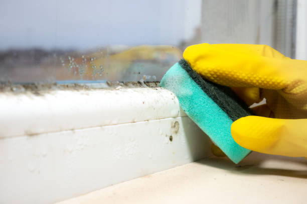 Best Mold Remediation Services  in Vernonia, OR