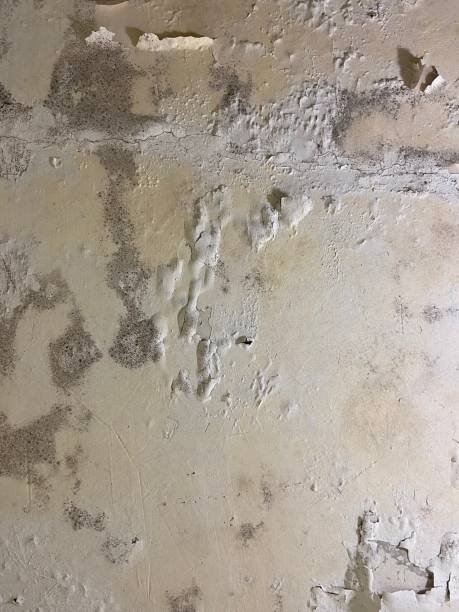 Best Fast Mold Removal  in Vernonia, OR