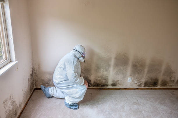 Best Office Mold Removal Services  in Vernonia, OR