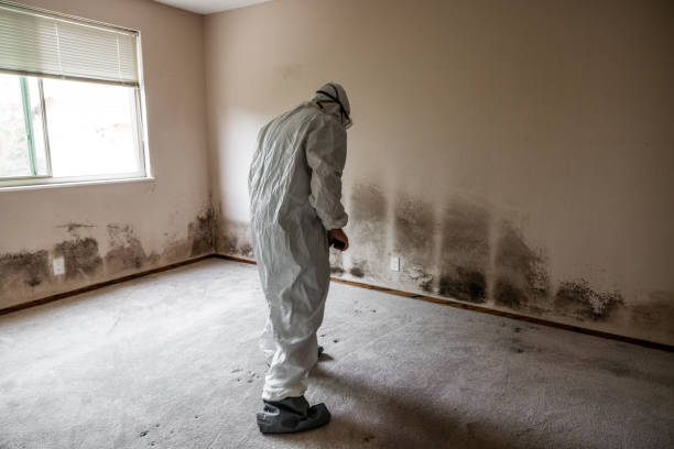 Best Affordable Mold Removal  in Vernonia, OR