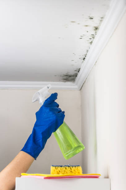 Best Best Mold Removal Companies  in Vernonia, OR