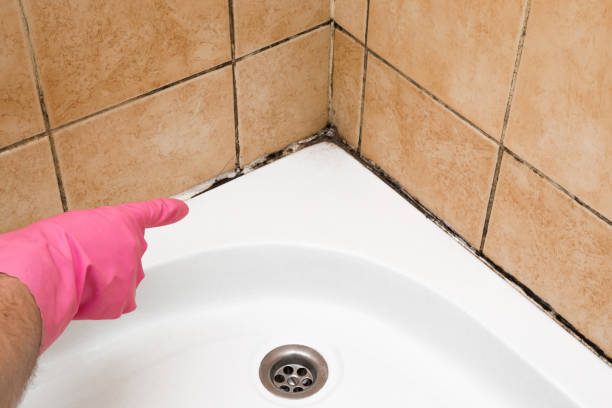 Mold Testing and Removal in Vernonia, OR