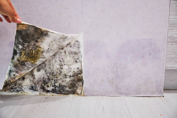 Best Mold Testing and Removal  in Vernonia, OR